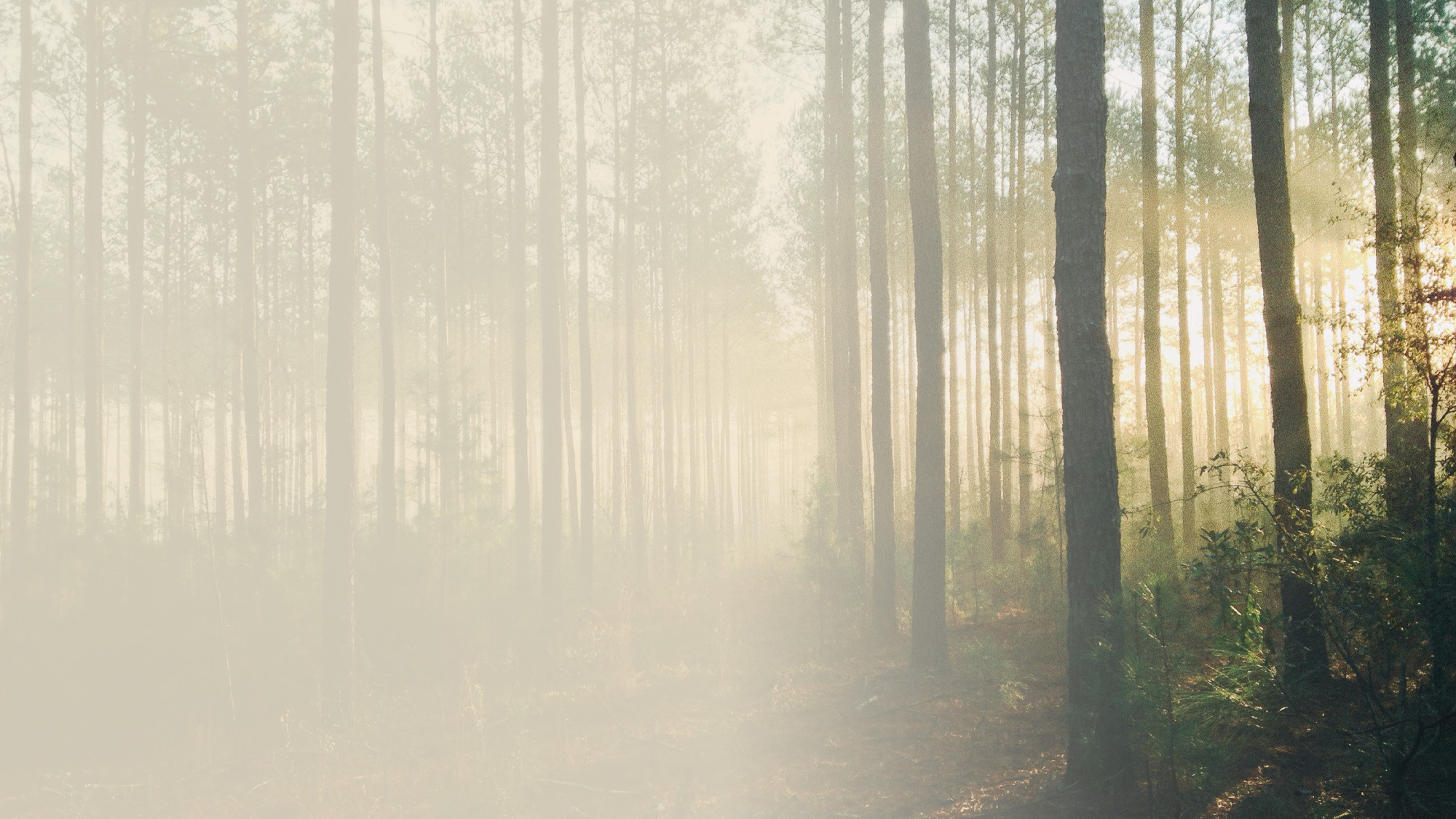 Solstrålar bryter genom morgondimma mellan höga träd i en skog